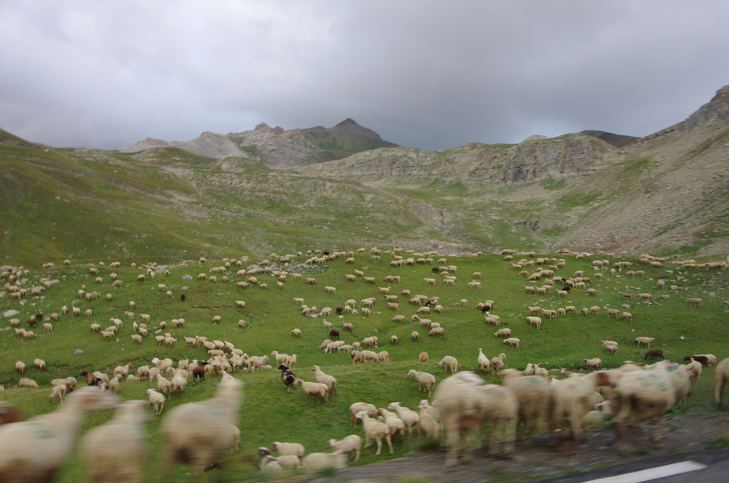 Sheeps