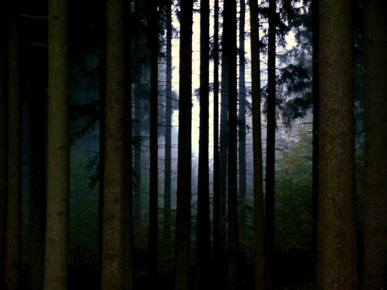 Wald